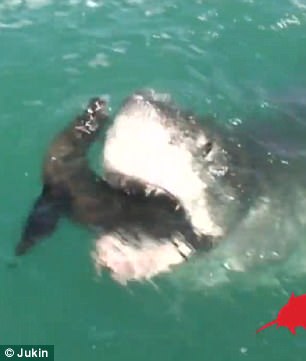 實(shí)拍大白鯊生吞海豹罕見瞬間 場面驚險(xiǎn)