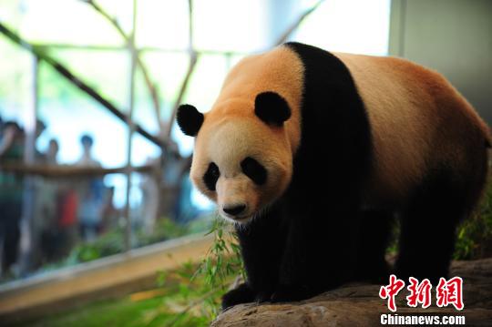 三只旅日大熊貓即將返回家鄉“談婚論嫁”