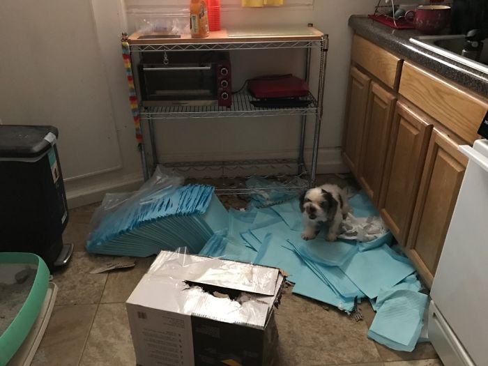 都是主人的錯(cuò)！當(dāng)你讓寵物獨(dú)自留在家中之后