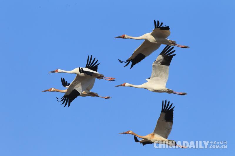 2000只白鶴會集吉林鎮賚 唱響春天的序曲