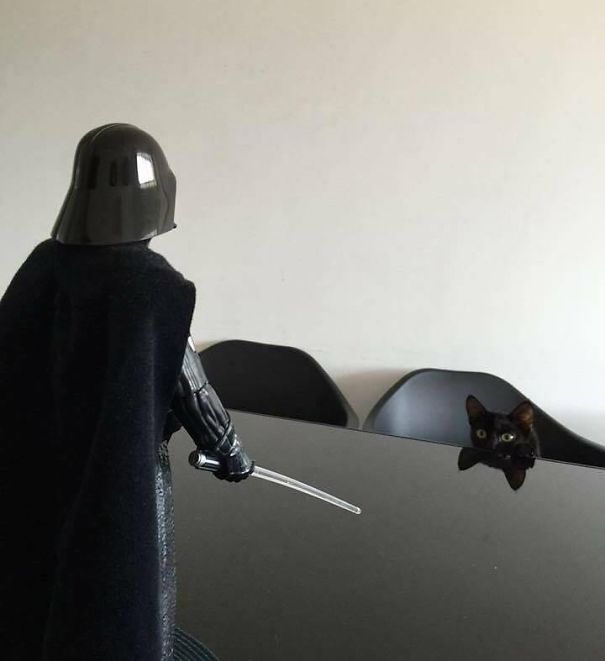 當“不靠譜”人類接管你的寵物之后……