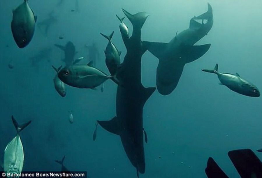 屏住呼吸！鯊魚捕食特寫畫面曝光
