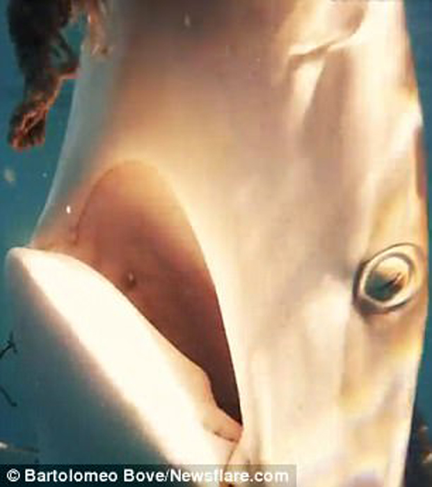 屏住呼吸！鯊魚捕食特寫畫面曝光