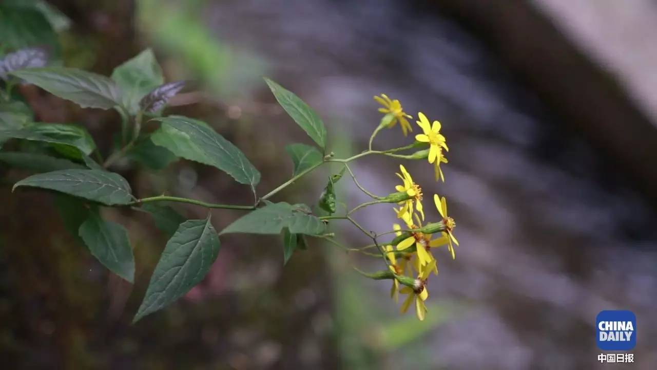 解碼中國丨這位當代“愚公”在懸崖峭壁上鑿出7千米水渠，現實比神話傳說更震撼！