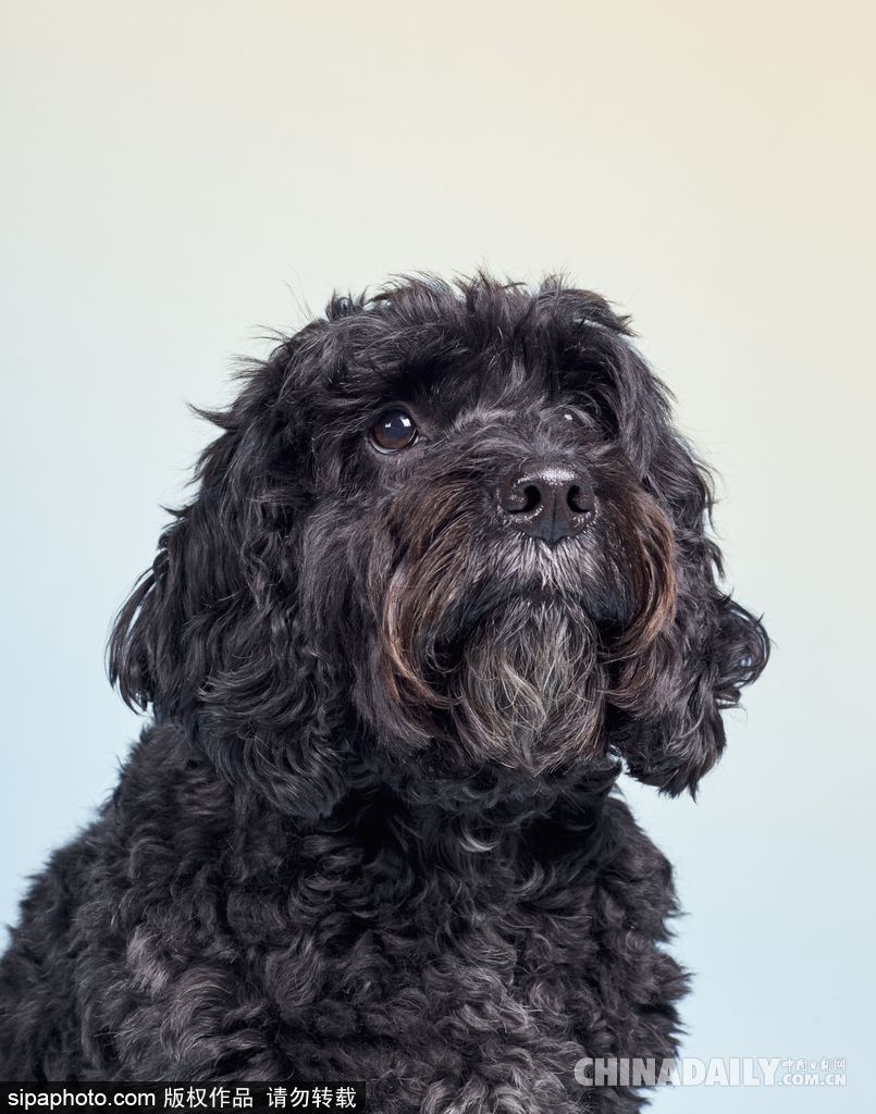 肖像藝術(shù)家為狗狗拍攝“證件照” 小家伙嚴肅可愛