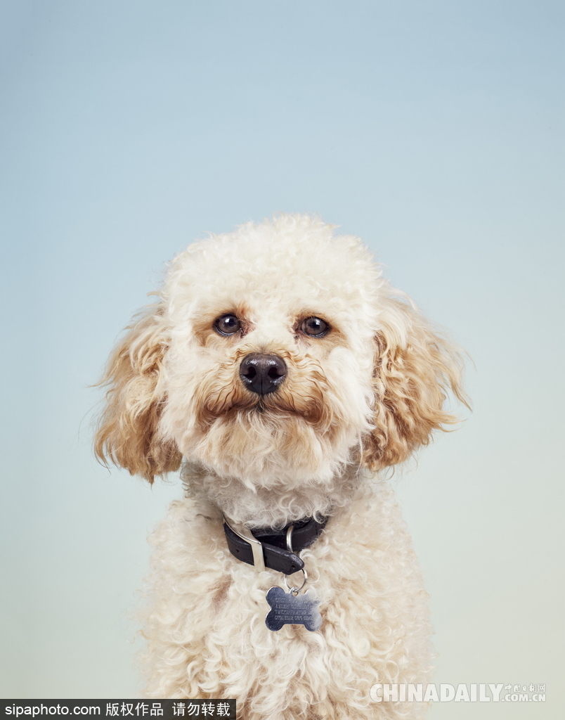 肖像藝術家為狗狗拍攝“證件照” 小家伙嚴肅可愛