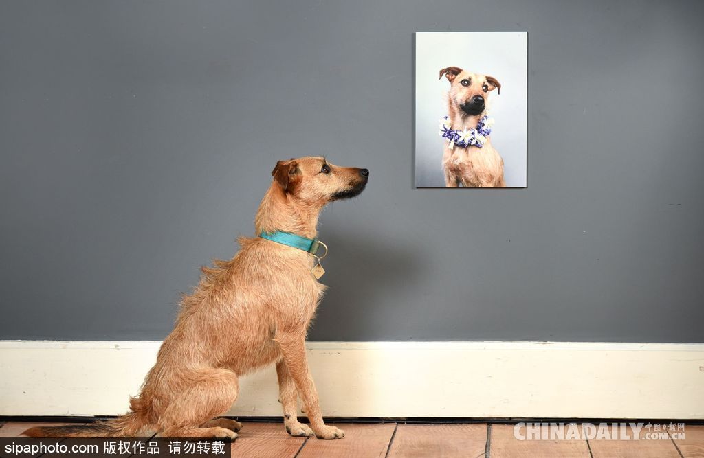 肖像藝術(shù)家為狗狗拍攝“證件照” 小家伙嚴(yán)肅可愛(ài)