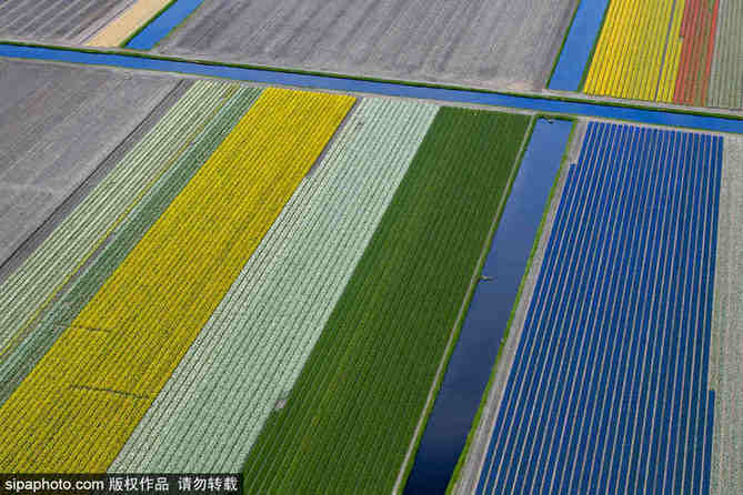 航拍荷蘭飛躍迷人郁金香花田 五彩繽紛如錦毯