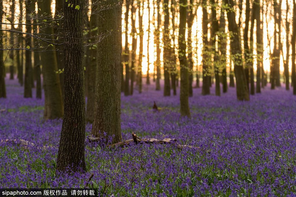 英國(guó)各地春光宜人 風(fēng)鈴草盛開如畫