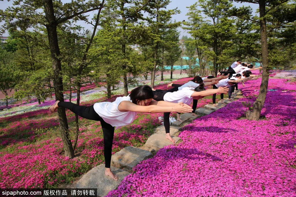 江蘇瑜伽愛好者花海林間展現運動之美 愉悅身心成靚麗風景