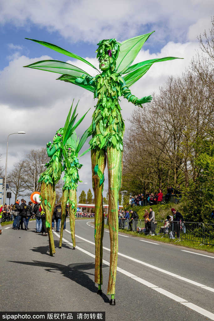 荷蘭小鎮利瑟迎來花車游行活動 鮮艷亮麗十分奪目