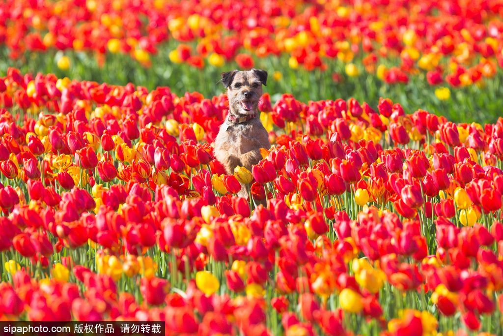 不一定要去荷蘭 英國(guó)諾福克郡郁金香花田色彩之旅