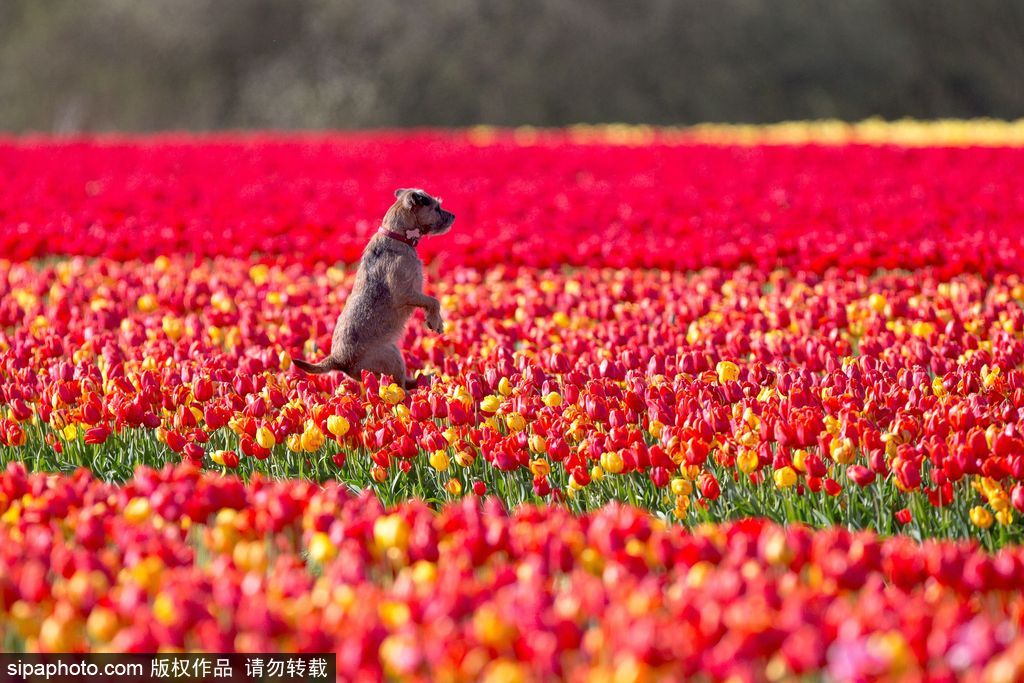 不一定要去荷蘭 英國(guó)諾?？丝び艚鹣慊ㄌ锷手?/></p>

<p class=