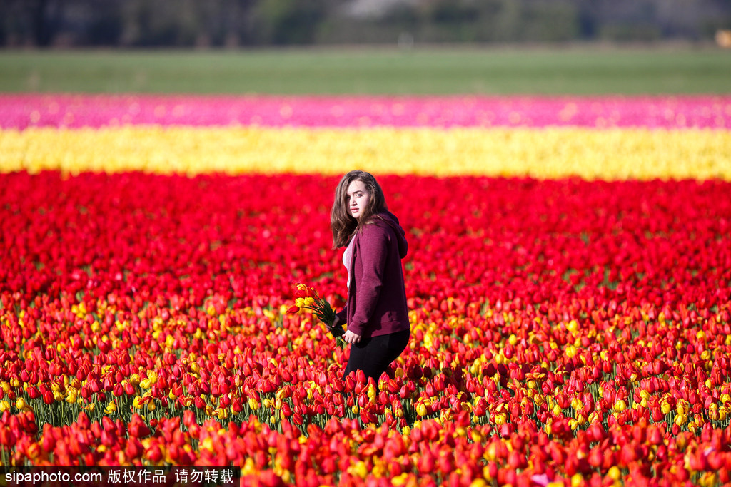 不一定要去荷蘭 英國諾?？丝び艚鹣慊ㄌ锷手?/></p>

<p class=