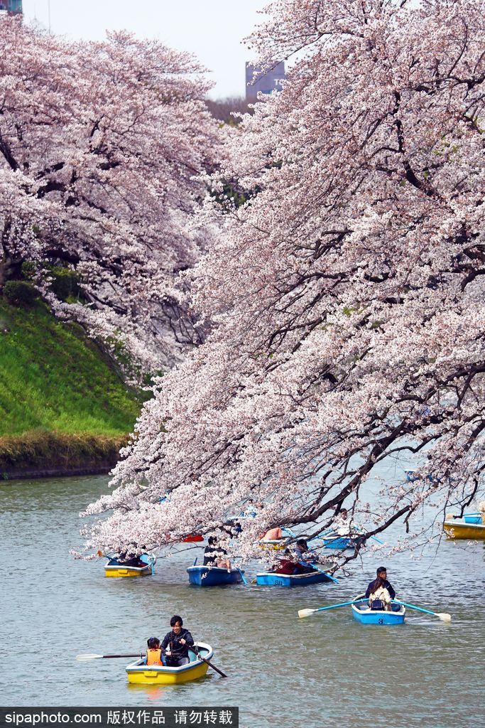 日本櫻花季之目黑河畔 絕美夢幻陶醉春光