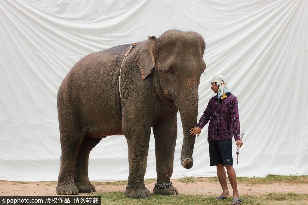 世界這么大！不一定要去迪拜撿垃圾 盤點(diǎn)世界奇葩工種