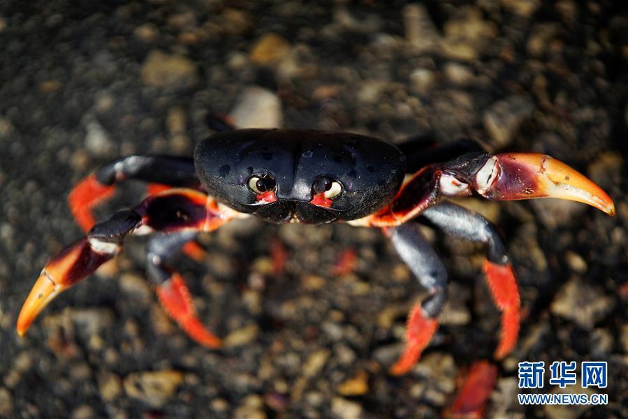 古巴吉隆灘螃蟹產(chǎn)卵