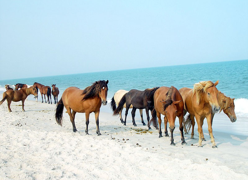 動物天堂！細數全球被動物“占領”的勝地