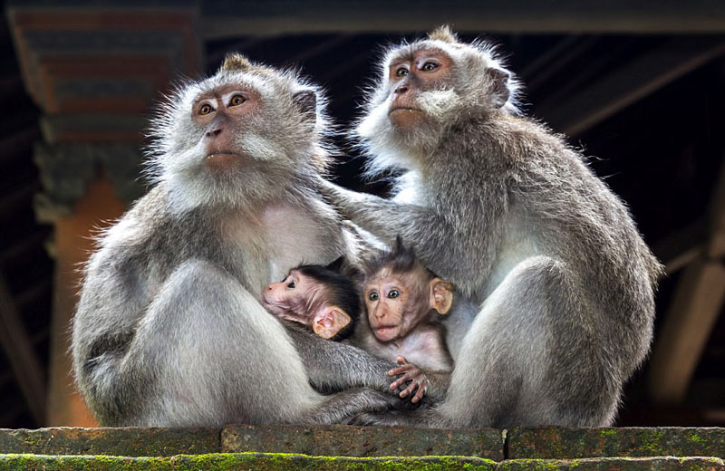 動物天堂！細數全球被動物“占領”的勝地