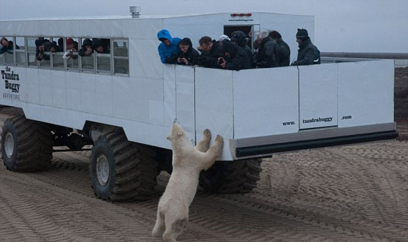 動物天堂！細數全球被動物“占領”的勝地