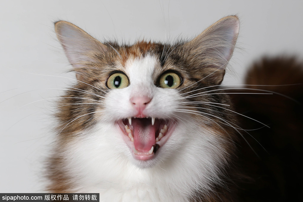 貓奴的天堂！愛(ài)爾蘭舉行至尊貓展 喵星人萌態(tài)百出呈現(xiàn)表情包