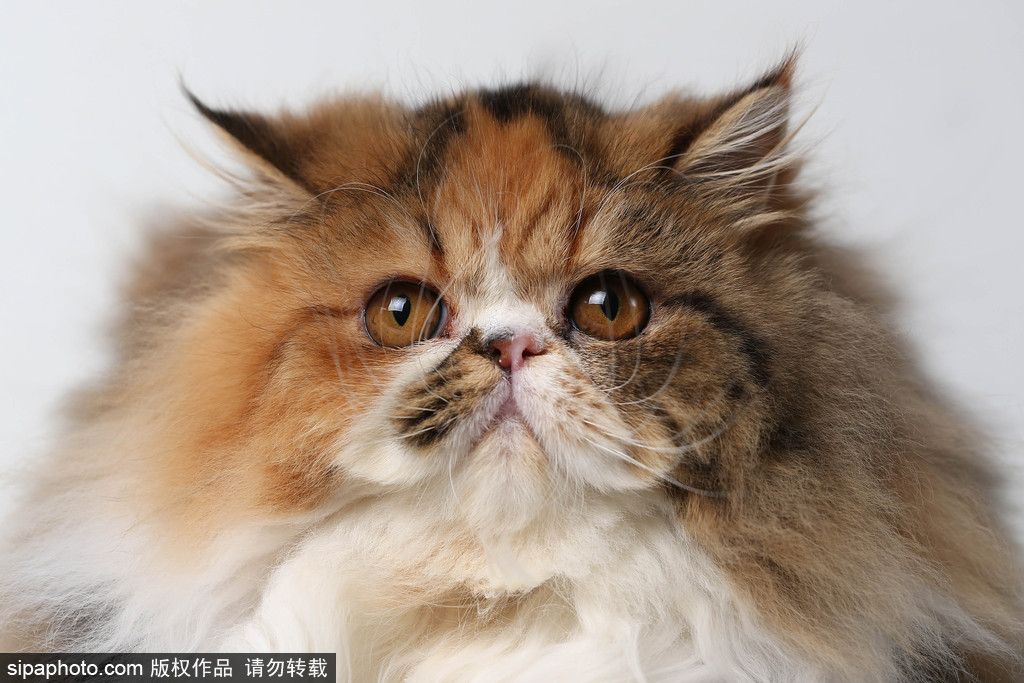 貓奴的天堂！愛(ài)爾蘭舉行至尊貓展 喵星人萌態(tài)百出呈現(xiàn)表情包