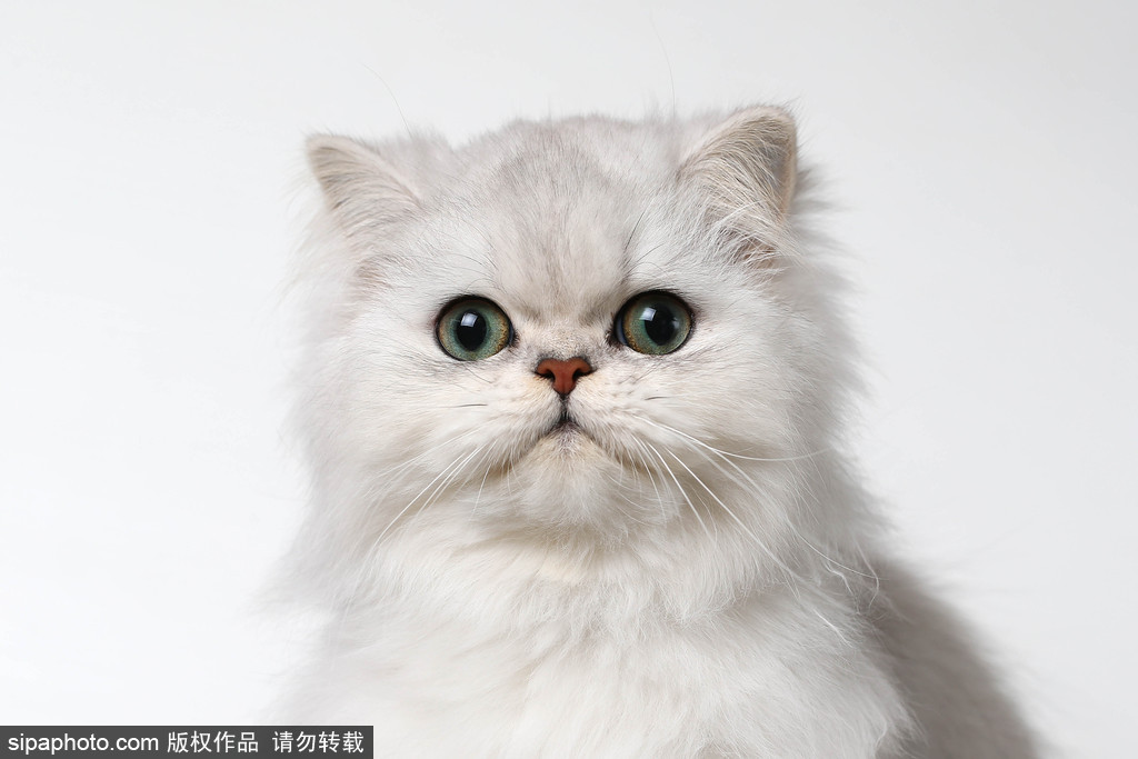 貓奴的天堂！愛爾蘭舉行至尊貓展 喵星人萌態百出呈現表情包