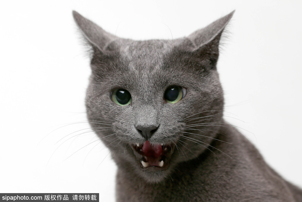 貓奴的天堂！愛爾蘭舉行至尊貓展 喵星人萌態百出呈現表情包