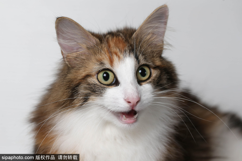 貓奴的天堂！愛爾蘭舉行至尊貓展 喵星人萌態百出呈現表情包