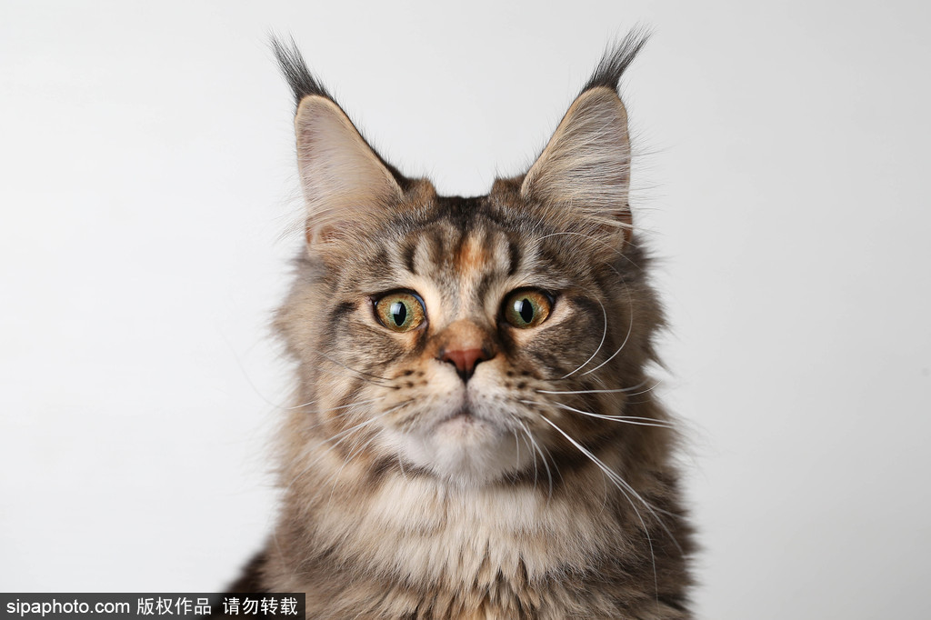 貓奴的天堂！愛爾蘭舉行至尊貓展 喵星人萌態百出呈現表情包