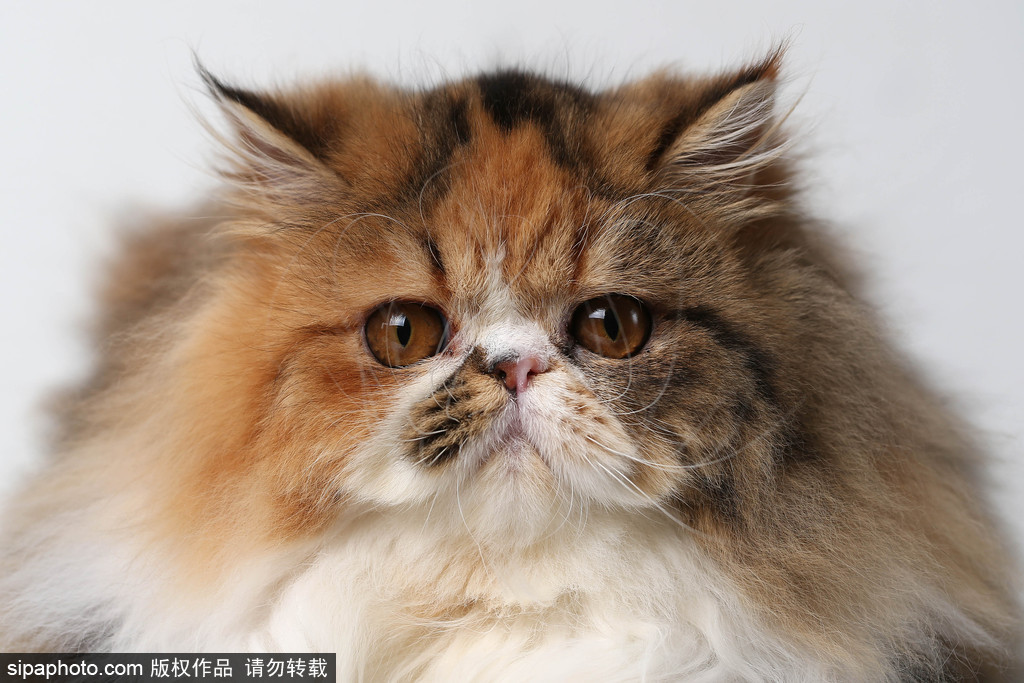 貓奴的天堂！愛爾蘭舉行至尊貓展 喵星人萌態(tài)百出呈現表情包