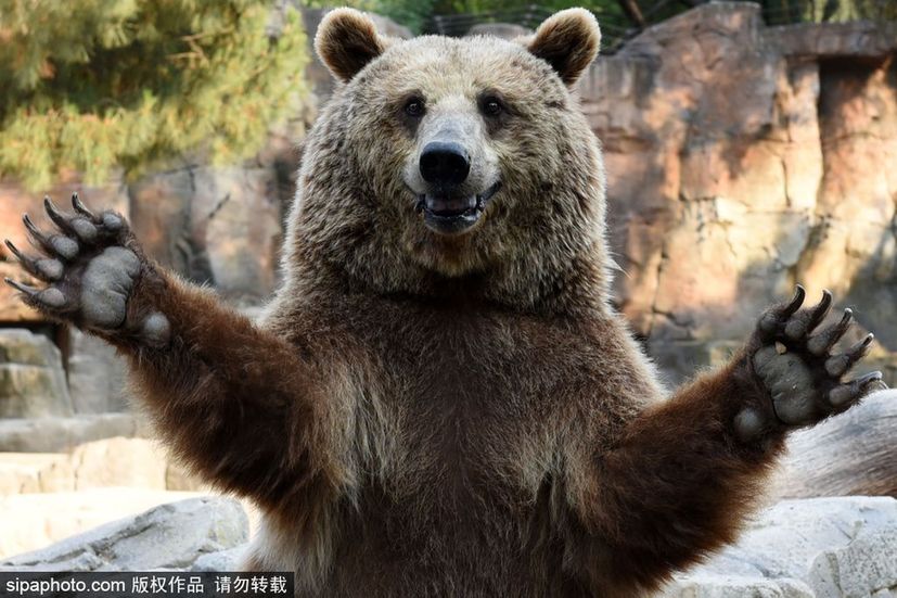 世界微笑日 看動物笑容中的“語言”