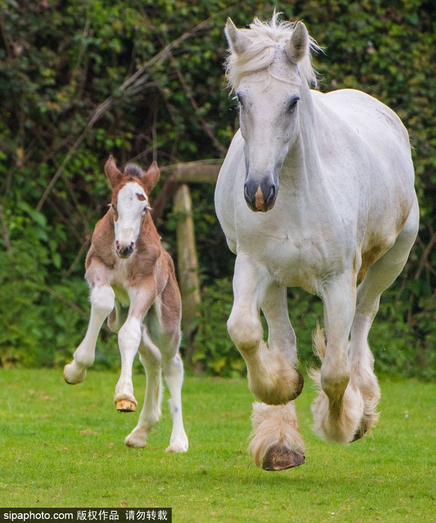 英國：剛出生四天小馬駒邁出“馬生”第一步 終于學(xué)會跑了