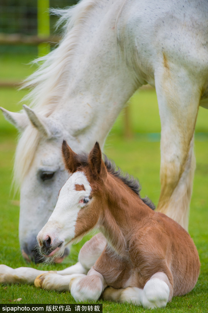 英國：剛出生四天小馬駒邁出“馬生”第一步 終于學(xué)會跑了