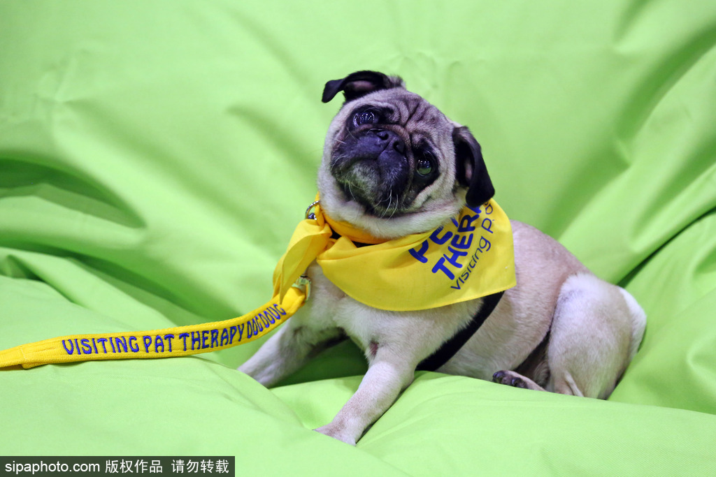 比比誰更萌！英國舉行寵物大賽 各式各樣歡樂有趣