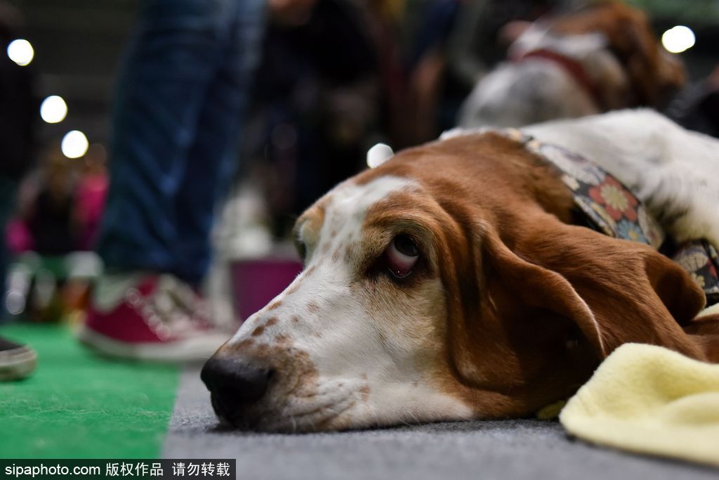 比比誰更萌！英國舉行寵物大賽 各式各樣歡樂有趣