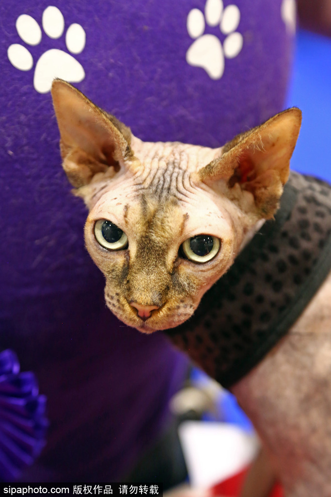 比比誰更萌！英國舉行寵物大賽 各式各樣歡樂有趣