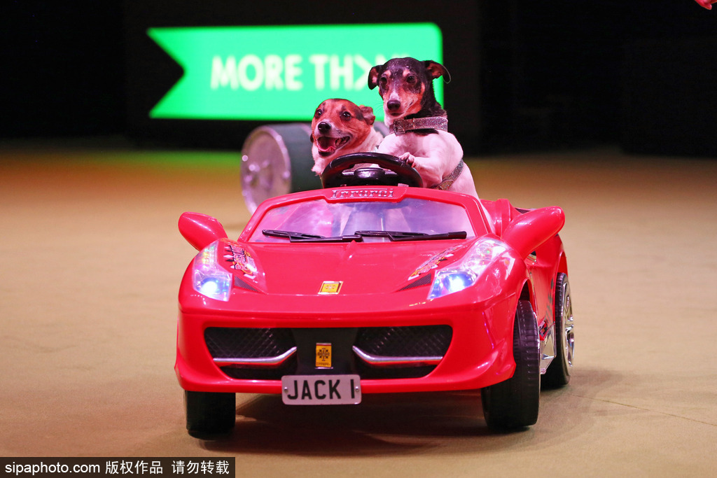 比比誰更萌！英國舉行寵物大賽 各式各樣歡樂有趣