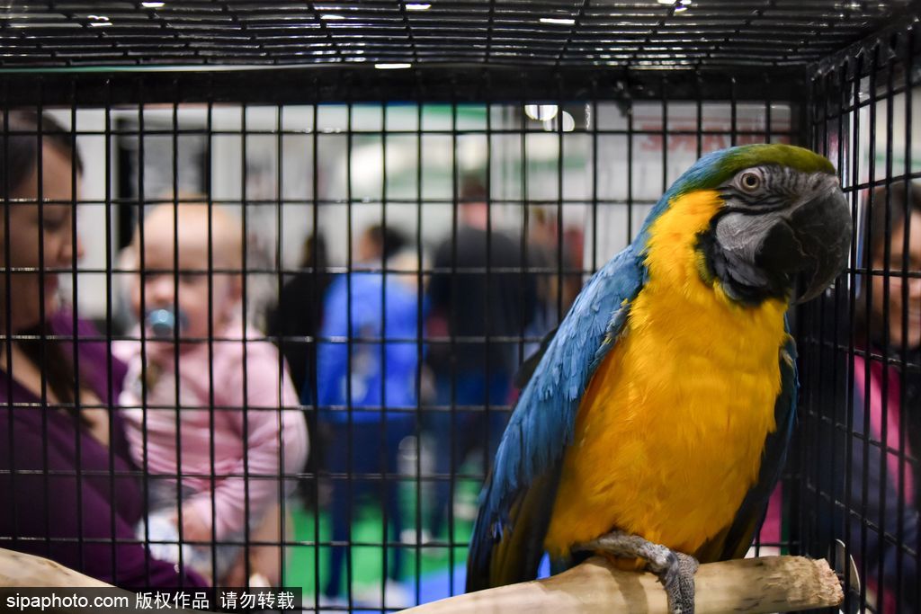 比比誰更萌！英國舉行寵物大賽 各式各樣歡樂有趣