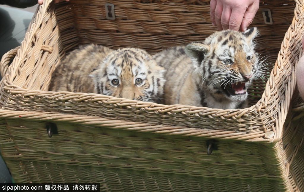 德國(guó)萊比錫：小老虎在媽媽陪同下首次亮相 呆萌可愛(ài)