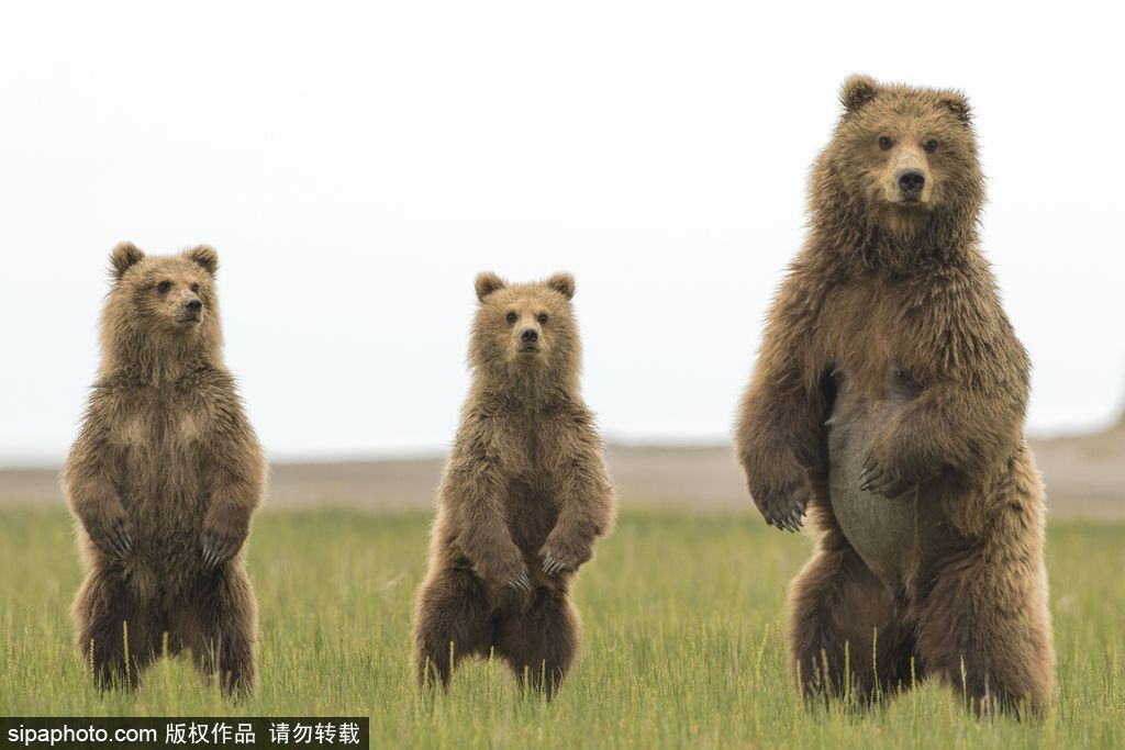 長大后我將成為你 母親節盤點動物界母子神同步