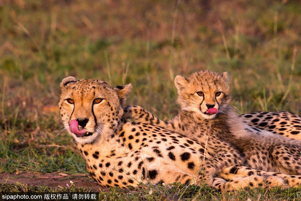 長大后我將成為你 母親節盤點動物界母子神同步