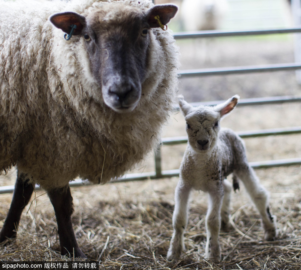長大后我將成為你 母親節(jié)盤點動物界母子神同步