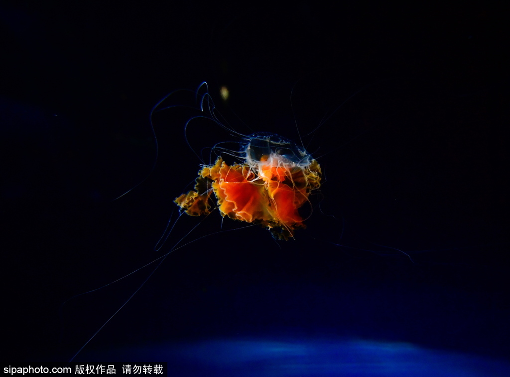世界最大級別的水族館 日本大阪海游館