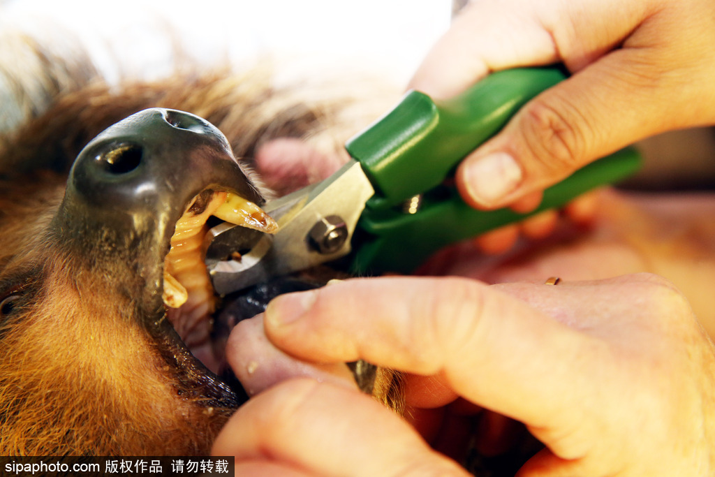 樹懶也有牙??？德國哈雷動物園樹懶接受牙醫治療
