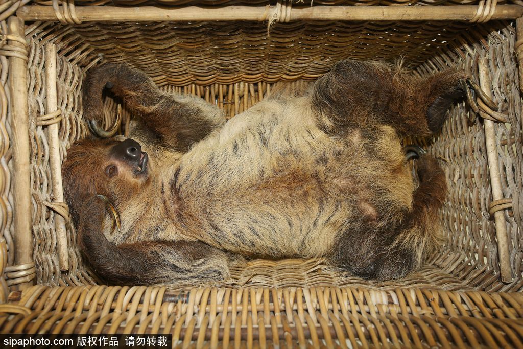 樹懶也有牙病？德國哈雷動物園樹懶接受牙醫(yī)治療