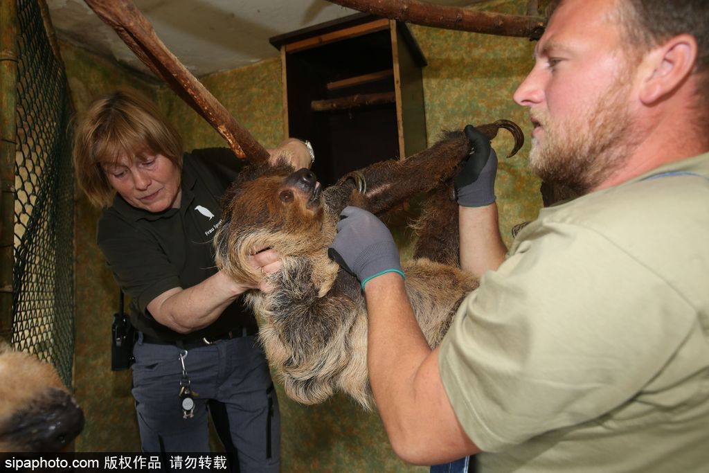 樹懶也有牙??？德國哈雷動物園樹懶接受牙醫治療