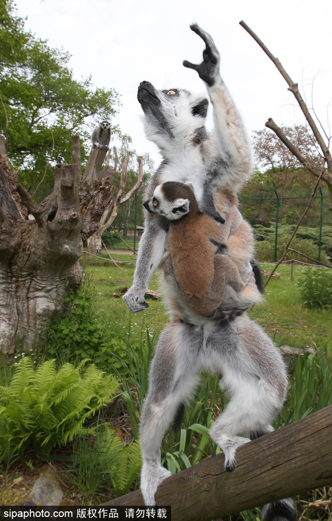 就是不撒手！環尾狐猴幼崽緊抱媽媽呆傻可愛