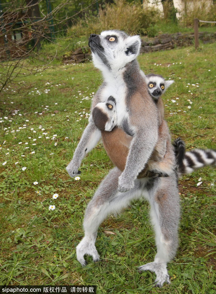 就是不撒手！環(huán)尾狐猴幼崽緊抱媽媽呆傻可愛