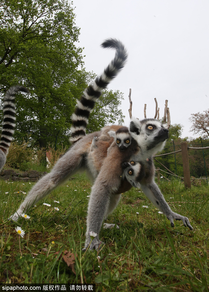 就是不撒手！環尾狐猴幼崽緊抱媽媽呆傻可愛